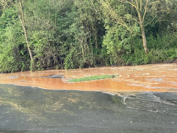 VK24 Menen - Geen waterpret op Leie. Groen hekelt minimaliseren van milieuproblemen.