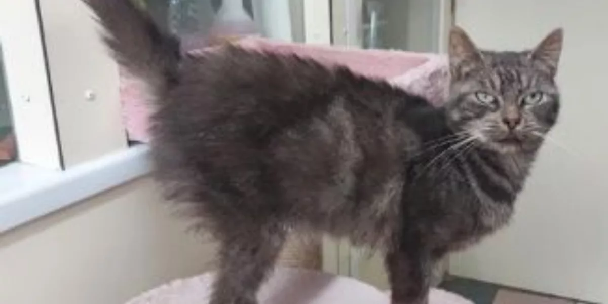 Word jij het baasje van Cheetah?