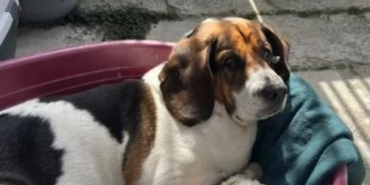 Word jij het baasje van Snoopy?