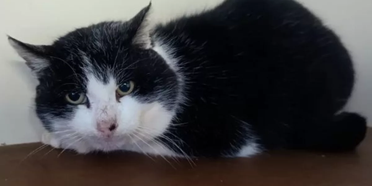 Word jij het nieuwe baasje van poes Archie?