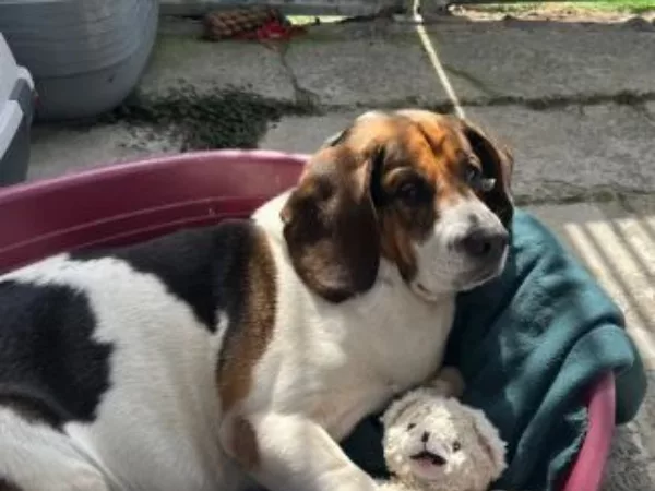 Word jij het baasje van Snoopy?