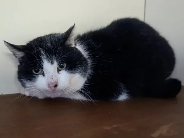 Word jij het nieuwe baasje van poes Archie?